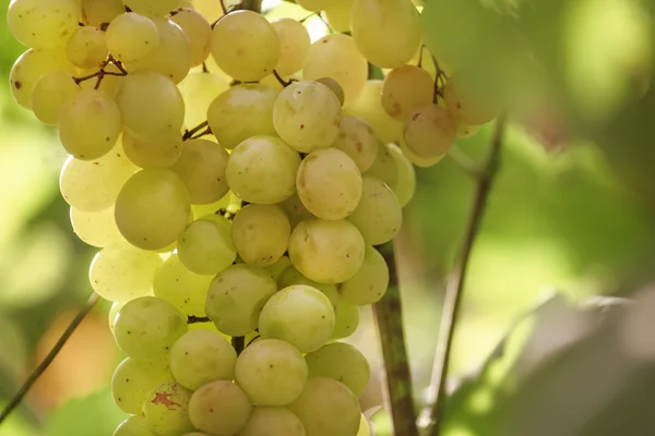 Mazzo di uva verde matura — Foto Stock