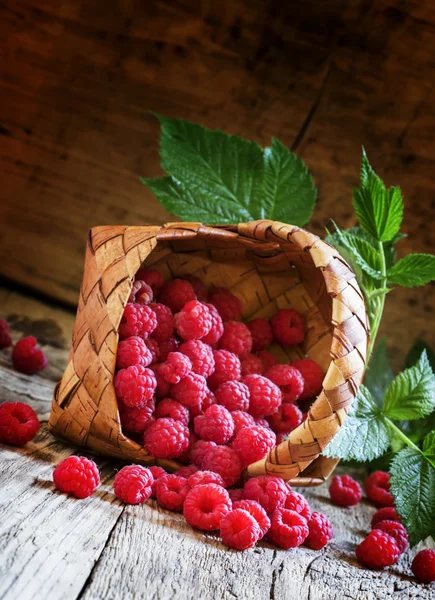 Autumn raspberries, selective focus — Stock Photo, Image