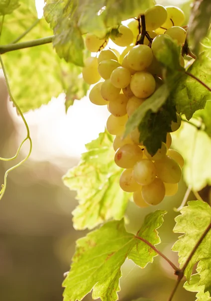 Grono dojrzałych zielonych winogron — Zdjęcie stockowe