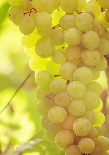 Bund reifer grüner Trauben — Stockfoto