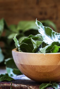 Defne yaprağı, seçici odak