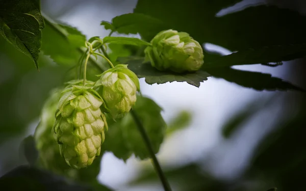 Hopbellen op een struik — Stockfoto