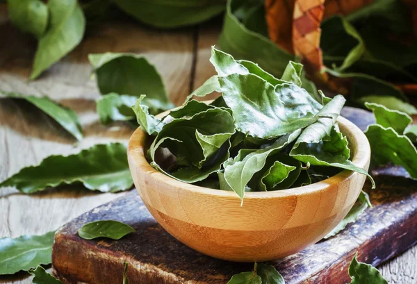 Lorbeerblatt, selektiver Fokus — Stockfoto