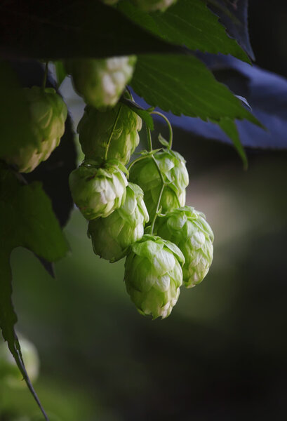 Hop cones on a bush