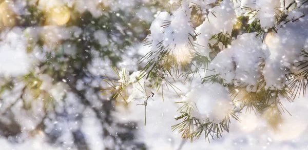Ευτυχισμένο Νέο Έτος Και Καλά Χριστούγεννα Φόντο Snow Pine Κλαδιά — Φωτογραφία Αρχείου