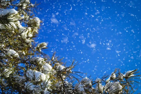 Winter Natuurlandschap Met Besneeuwde Dennenbomen Blauwe Lucht Banner Met Kopieerruimte — Stockfoto
