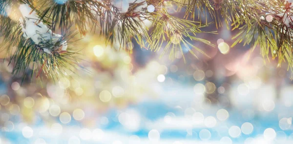 新年快乐 圣诞快乐 背景雪松枝条 冬季自然假期风景秀丽 绿树成荫 灯火通明 带有复制空间的横幅 — 图库照片