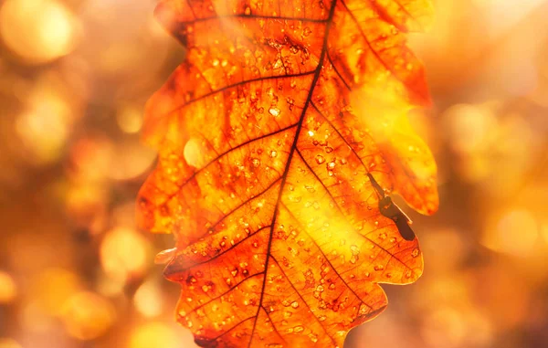 Autumn Oak Leaf Close Blurred Yellow Orange Background — Stock Photo, Image