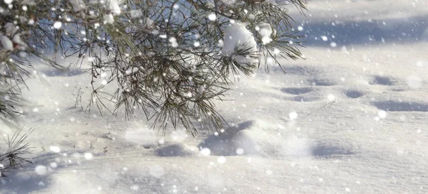 Happy New Year Merry Christmas Background Snow Pine Branches Winter — Stock Photo, Image