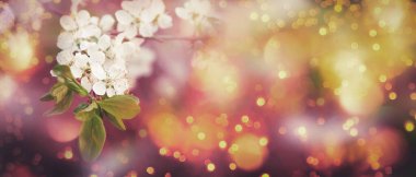 Bahar çiçeği arka planı. Güneşli bir günde çiçek açan narin beyaz çiçeklerle güzel bir doğa sahnesi. Kopyalama alanı olan pankart