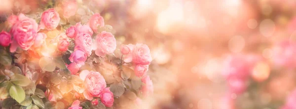 夏春に バラの花を咲かせます バナーだ 桃のバラとボケを持つヴィンテージカード トーンイメージ — ストック写真