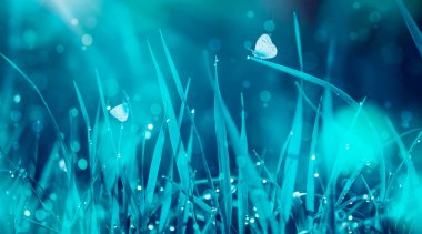 Çiyli otlar ve uçan kelebekler. Mavi renklerde hassas doğal arkaplan. Bahar sabahı vahşi çayır. Kopyalama alanı olan pankart