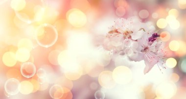 Bahar çiçeği arka planı. Güneşli bir günde çiçek açan narin beyaz çiçeklerle güzel bir doğa sahnesi. Kopyalama alanı olan pankart