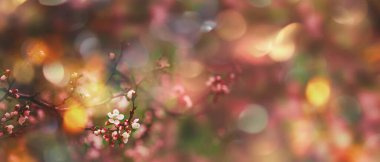 Çiçekli kayısı, güzel bahar çiçekleri doğal renkli arka plan, bulanık görüntü, metin için alan, afiş 