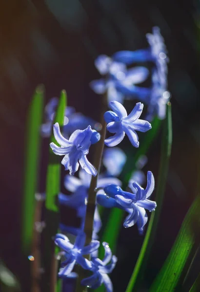 Jacinthe Fleurit Fleur Violette Champ Printemps Hyacinthus Orientalis Macro Image — Photo