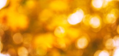 Bulanık sonbahar arka planında turuncu, sarı, altın güneş doğal bokeh ışıkları, afiş  