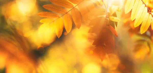 オレンジ 黄色の葉と黄金の太陽の光 自然のボケと秋の背景 コピースペース バナーと秋の自然景観 — ストック写真