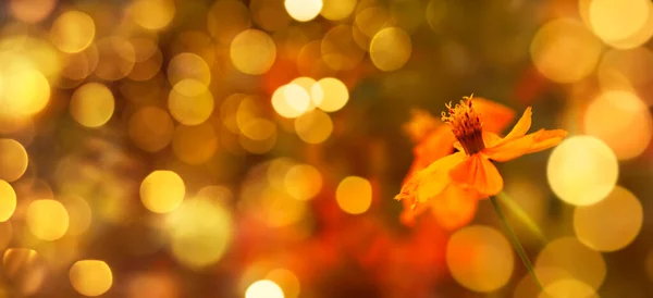 Suddig Sommar Höst Bakgrund Med Gul Blomma Solljus Vacker Naturscen — Stockfoto