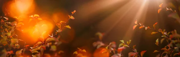 Herfst Natuurlijke Achtergrond Met Rode Bladeren Spinnenwebben Het Zonlicht Bij — Stockfoto