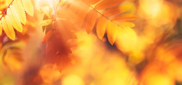 オレンジ 黄色の葉と黄金の太陽の光 自然のボケと秋の背景 コピースペース バナーと秋の自然景観 — ストック写真