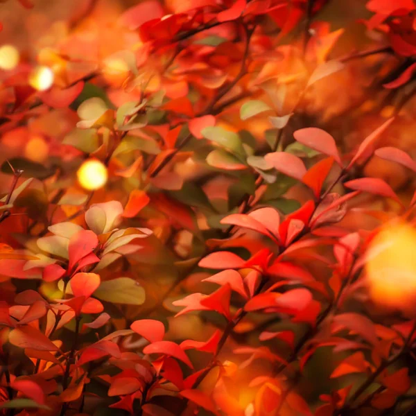 Hösten Naturlig Bakgrund Med Röda Blad Falla Ljust Landskap — Stockfoto