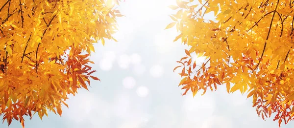オレンジ 黄色の葉 空と太陽の光 自然のボケと秋の背景 コピースペース バナーと秋の自然景観 — ストック写真