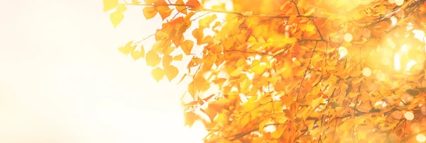 Fondo Autunnale Con Arancio Foglie Betulla Gialle Con Bokeh Naturale — Foto Stock