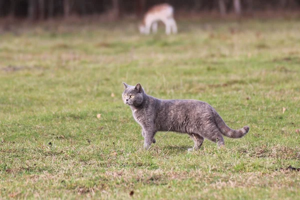 Kot brytyjski na polu — Zdjęcie stockowe