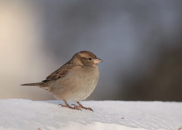 Bliskie spotkanie z ptakiem wroblem zima — Foto Stock