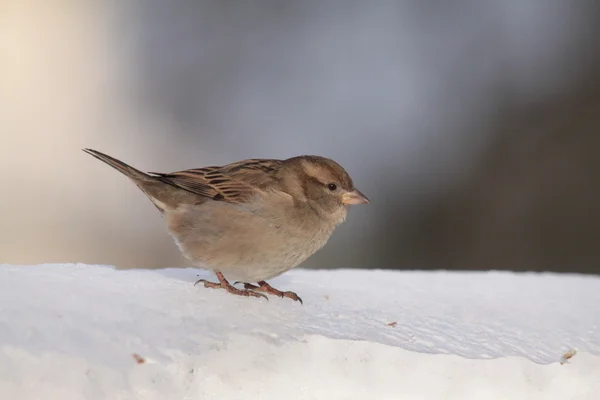 Bliskie spotkanie z ptakiem wroblem na sniegu — стоковое фото