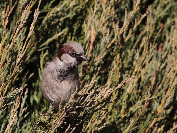 Bliskie spotkanie z ptakiem wroblem w galezi na drzewie — Foto Stock