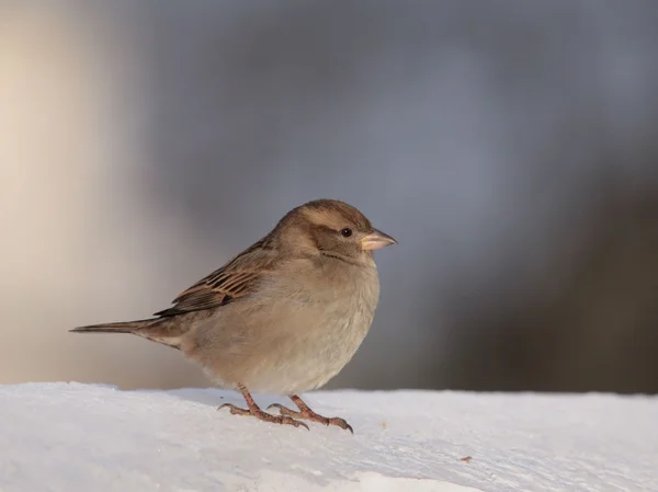 Bliskie spotkanie z ptakiem wroblem zim — Foto Stock