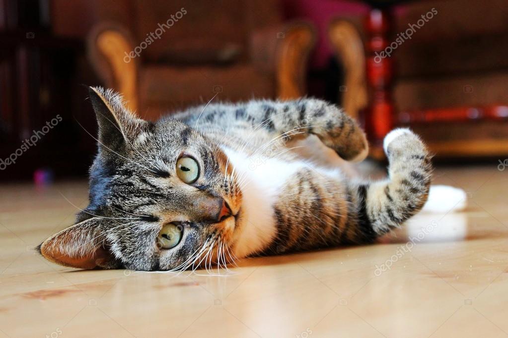 Slodki Kot Lezy W Pokoju Stockfoto Arcani65536 122295108