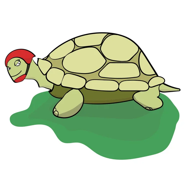 Kaplumbağa Çayırı. Yaz.