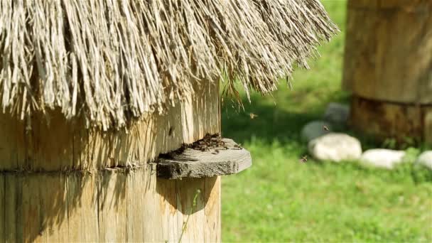 Méh Farm, repülő méh. Sok kaptár. Méhkaptár, a zöld réten. Méhészet — Stock videók