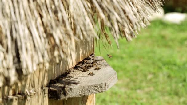 Veel bijenkorven. Bee boerderij, vliegende bijen. Bijenkorf op een groene weide, bee close-up. Bijenteelt — Stockvideo