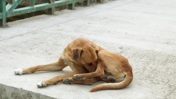 地面に横たわっているホームレスの犬。赤髪の野良犬. — ストック動画