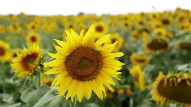 Ayçiçeği ve arı. Bir arı bir ayçiçeği pollinates. Arı bir ayçiçeği üzerinde oturuyor. Yaz, doğa, güneşli hava, çiftlik.