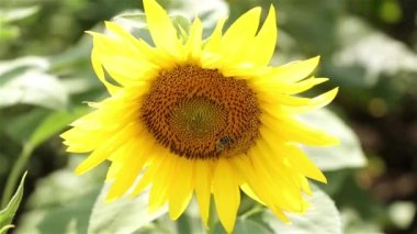 Ayçiçeği ve arı. Bir arı bir ayçiçeği pollinates. Arı bir ayçiçeği üzerinde oturuyor. Yaz, doğa, güneşli hava, çiftlik.