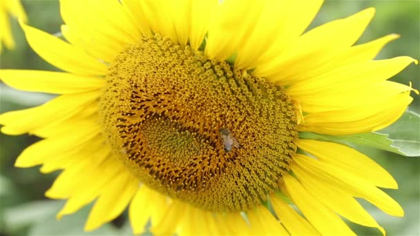 Подсолнух и пчела. Пчела опыляет подсолнух. Пчела сидит на подсолнухе. Лето, природа, солнечная погода, ферма . — стоковое видео