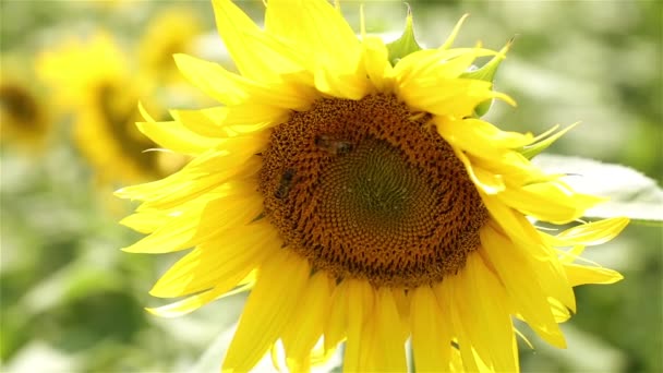 Tournesol et abeille. Une abeille pollinise un tournesol. Abeille assise sur un tournesol. été, nature, temps ensoleillé, la ferme .