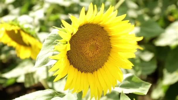 Jonge heldere zonnebloem. Gele bloem. Zonnebloemveld. — Stockvideo