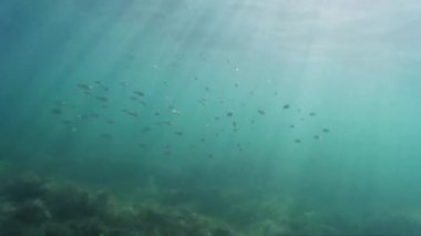 Suda balık sürüsü. Deniz yatağı, su altında çekim. Denizde güzel balık. Karadeniz'in dibinde. Sandy alt, sakin deniz ve deniz yosunu. Deniz derinliği, Go-Pro video.  