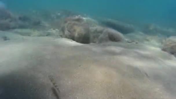 海底、水の下で撮影します。黒海の底。砂底、穏やかな海、藻。海の深さ、Go Pro ビデオ. — ストック動画