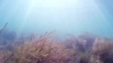 Deniz yatağı, su altında çekim. Karadeniz'in dibinde. Sandy alt, sakin deniz ve deniz yosunu. Deniz derinliği, Go-Pro video.  