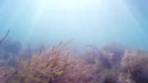 Fundo do mar, a disparar debaixo de água. No fundo do Mar Negro. Fundo arenoso, mar calmo e algas. Profundidade do mar, Go-Pro vídeo . — Vídeo de Stock