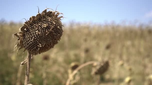 Autunno, girasole maturo secco sullo sfondo del campo — Video Stock