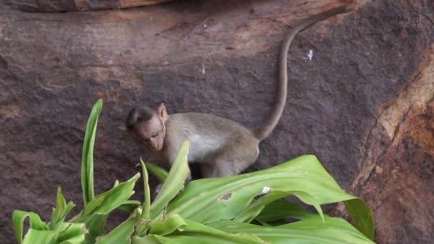 Μικρή μαϊμού μωρό στη φύση σε εξωτερικούς χώρους — Αρχείο Βίντεο