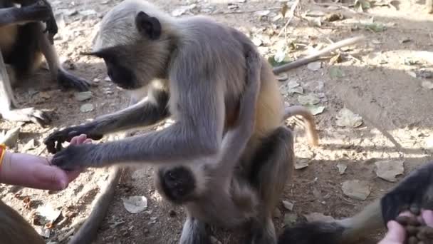 在古老的印度汉皮城，游客们给猴子喂食 — 图库视频影像