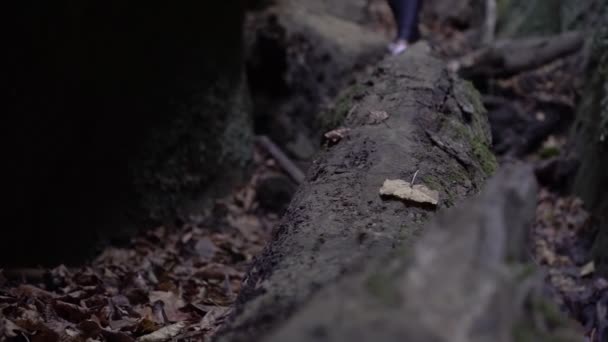 Turista mujer camina sobre un tronco en el bosque, piernas en zapatos deportivos de cerca — Vídeo de stock